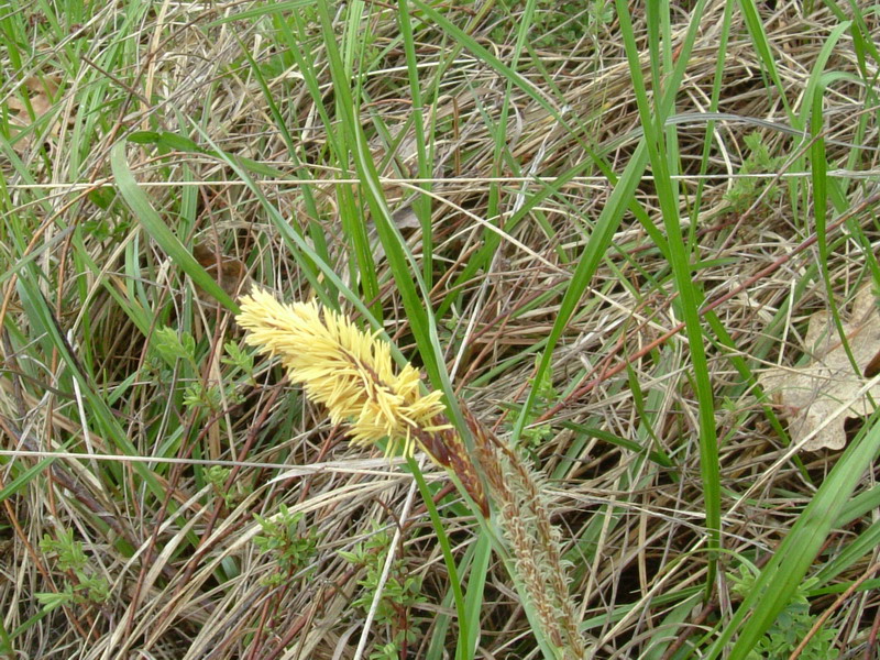 Carex flacca